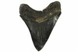 Serrated, Fossil Megalodon Tooth - Georgia #138993-2